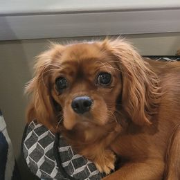 Rey - Cavalier King Charles Spaniel