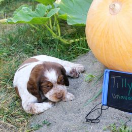 Girl 2 - Red and white female English Springer Spaniel puppy in Bremerton, Washington from Huntin' Buddies