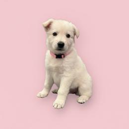 Pink Collar  (Macy) - White female Berger Blanc Suisse puppy in Rice Lake, Wisconsin from Windswept White Swiss Shepherds
