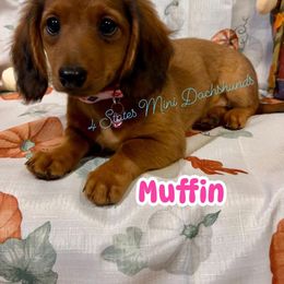 Dachshund Puppies from 4 States Mini Dachshunds
