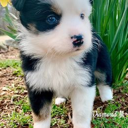 Miniature Australian Shepherd and Toy Australian Shepherd Puppies from Diamond M Toy & Mini Aussies