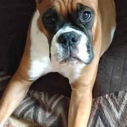 Boxers from Sharon's Boxers