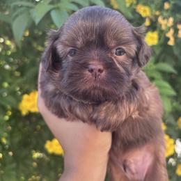 Cedar - Chocolate male Shih Tzu puppy in Avondale, Arizona from Riley Family Shih Tzus