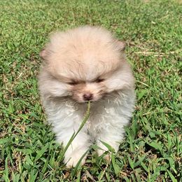 Pomeranians from Southern Palmetto Pomeranians