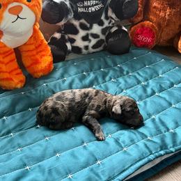 Soul Food - Merle female Goldendoodle puppy in Houston, Texas from Were The Mack'Doodles Mack’Poodles