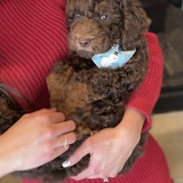 Bernedoodle, Cavapoo, and Goldendoodle Puppies from Blackberry Farm Puppies