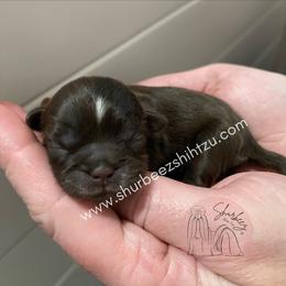 Shih Tzu Puppies from Shurbeez Shih Tzu