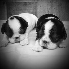 English Toy Spaniel Puppies from Skyline
