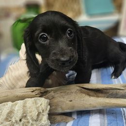 Misha - Black female Dachshund puppy in Pocasset, Massachusetts from Dachs of the Bay