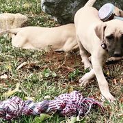 Sloughi Puppies from Almaboubin Sloughis
