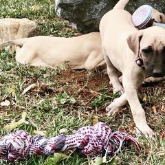 Sloughi Puppies from Almaboubin Sloughis