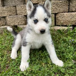 Siberian Huskies from Angelica Zhushma
