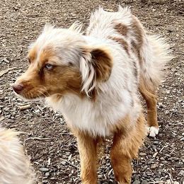 Ruby - Toy Australian Shepherd