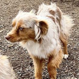 Ruby - Toy Australian Shepherd