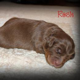 Rosie - Red tri-color female Australian Shepherd puppy in Iota, Louisiana from C'est Bon Aussies Australian Shepherds