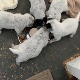 Australian Cattle Dog Puppies from Star Ranch Australian Cattle Dogs