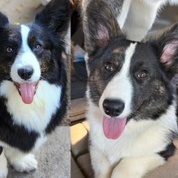 Cardigan Welsh Corgi puppies from There and Back Again Corgis
