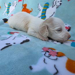 Extreme dapple pie - Dapple female Dachshund puppy in West Plains, Missouri from Spring Creek Dachshunds