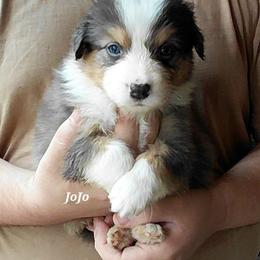 JOJO - Black tri-color female Australian Shepherd puppy in Elk Creek, Missouri from Hearts on Fire Australian Shepherds