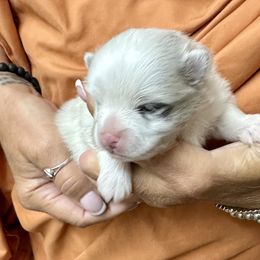 Piebald Blue Merle Parti Boy - Blue parti male Pomeranian puppy in Madison, Ohio from PawSitive Therapy Pomeranians