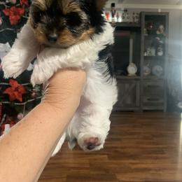 Boy 1 1100 - Parti male Yorkshire Terrier puppy in Douglas, Georgia from Southern Georgia Yorkies and biewers