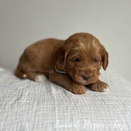 Dune - Caramel male Australian Labradoodle puppy in Belding, Michigan from Rutu Australian Labradoodles