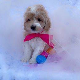 Goldendoodle, Maltipoo, and Poodle Puppies from Winchester Hills Poodles and Doodles