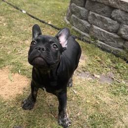French Bulldog Puppies from King Fam Frenchies