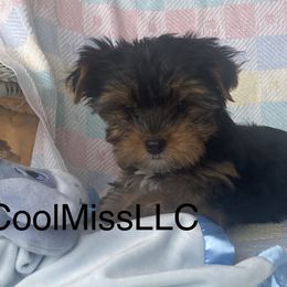 Chihuahuas and Yorkshire Terriers from CoolMissLLC