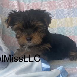 Chihuahuas and Yorkshire Terriers from CoolMissLLC