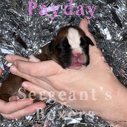 Payday - Fawn female Boxer puppy in Madisonville, Texas from Sergeant's Boxers
