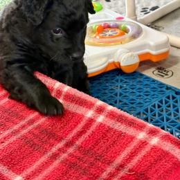 Shasta - female Croatian Sheepdog puppy in Smith Center, Kansas from Wilsong Kennel