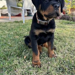 Rottweiler Puppies from Von Der Hing Rottweilers