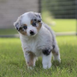 Nitro - Blue merle male Australian Shepherd puppy in Weatherford, Texas from Ridgestar Aussies