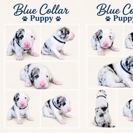 Dark blue collar - Blue merle and white male Sheepadoodle puppy in Mesa, Arizona from Desert Sheepies and Doodles