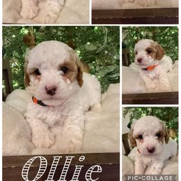 Ollie - Parti male Poodle puppy in Chattanooga, Tennessee from Scenic City Doodles