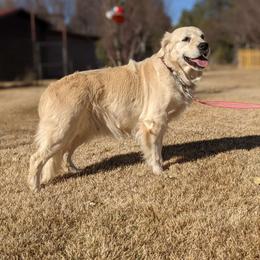 Ivy - Golden Retriever
