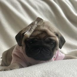 Bulldog and Pug Puppies from Love that bulldog lewter family
