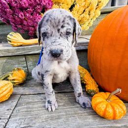 Slider - Merle male Great Dane puppy in Climax, Michigan from Beaver Creek Danes