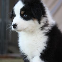 Australian Shepherd Puppies from Flying L Aussies