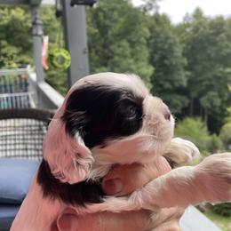 Athena - Brown and white female Cocker Spaniel puppy in Sautee Nacoochee, Georgia from Candy's Cockers