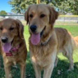Golden Retrievers from Urbina’s Lachina Purbeds