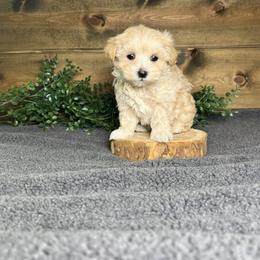 Hunter - Cream male Maltipoo puppy in Middlebury, Indiana from Pine Grove Canines