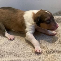 Girl 2 - female Collie puppy in Yulee, Florida from Three Collie Farm