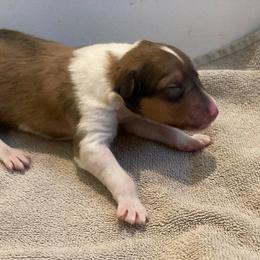 Girl 2 - female Collie puppy in Yulee, Florida from Three Collie Farm