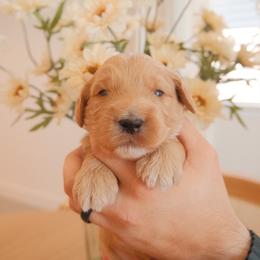 Theo - Apricot male Goldendoodle puppy in San Tan Valley, Arizona from Golden Haven Puppies