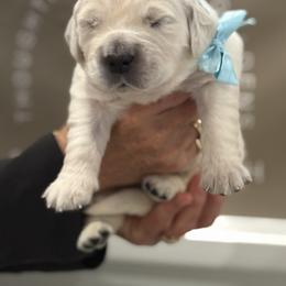 Mr. Light Blue - Light golden male Golden Retriever puppy in Fresno, California from Sanctuary Ranch Goldens
