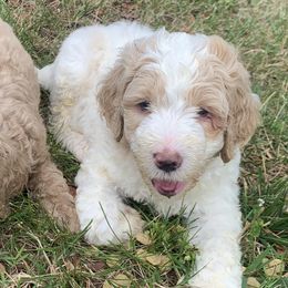 Bernedoodles from Kentucky Bernedoodles