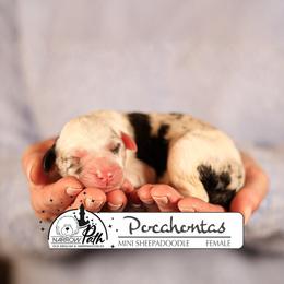 Pocahontas - Blue merle and white female Sheepadoodle puppy in Cleveland, Tennessee from Narrow Path Old English & Sheepadoodles