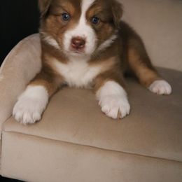 Australian Shepherd Puppies from Kiki's Aussies